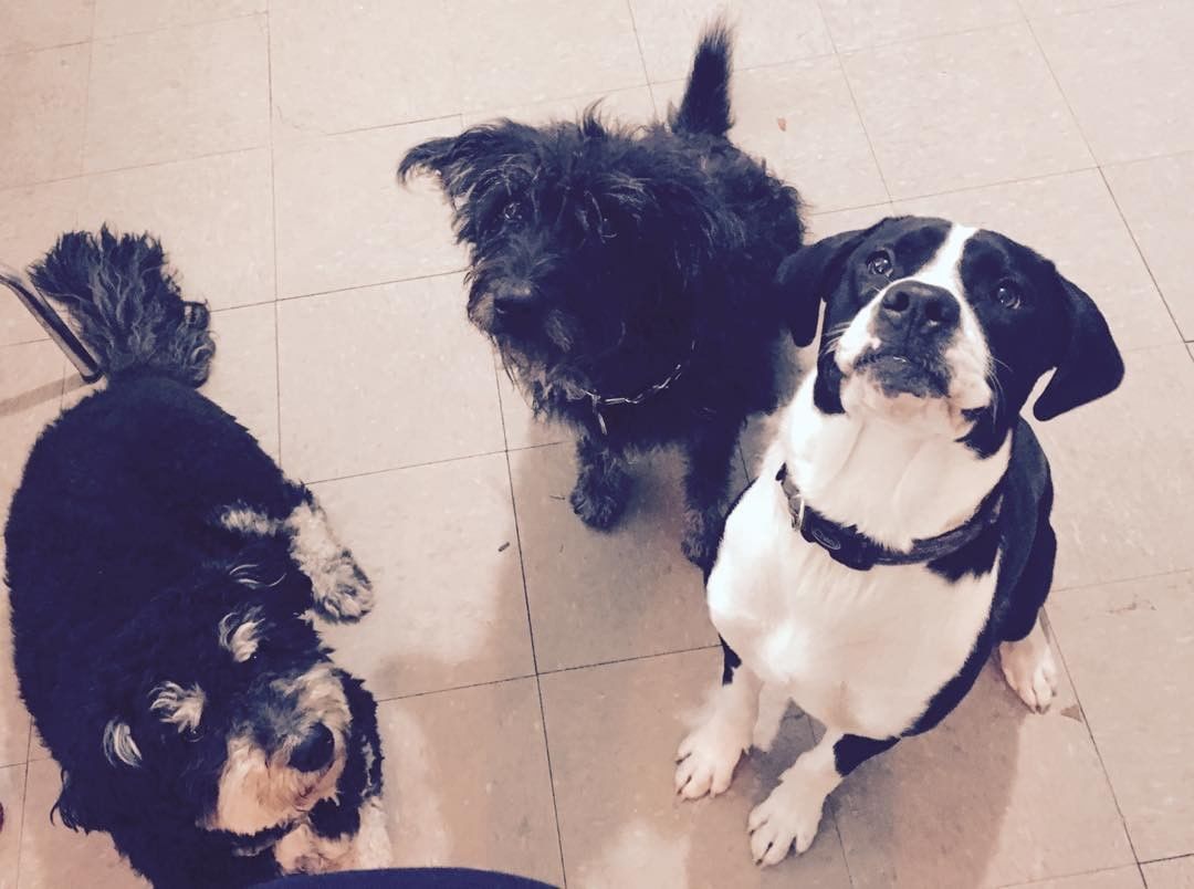 A picture of Kerry Cahill's three pet dog.
