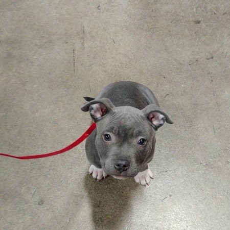 A picture of Najwa Nirmi's grey colored pitbull.