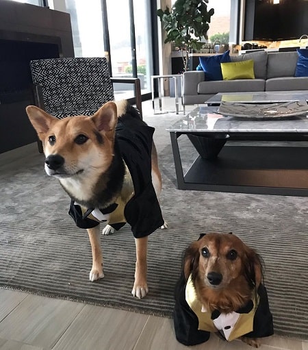 Picture of Ryan Higa's two dog named Teddy and Marley wearing same matching dress.