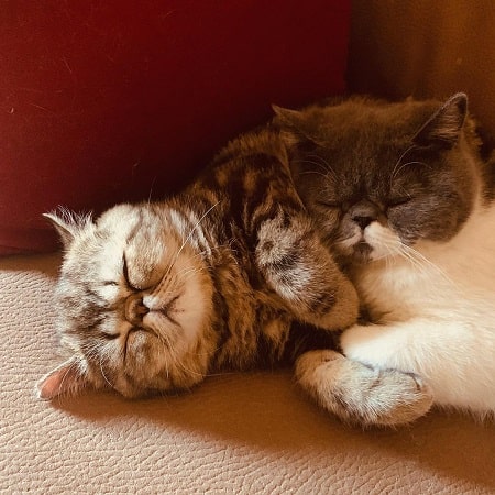 A picture of two cats Chambi & Garfi sleeping owned by Maria Pedraza.