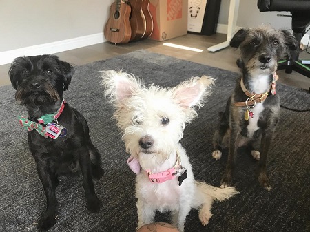 Roi Wassabi three rescue dogs named Oogi, Callie, and Izzi.