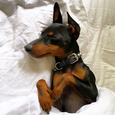 A picture of Alyce Madden's dog Zero.